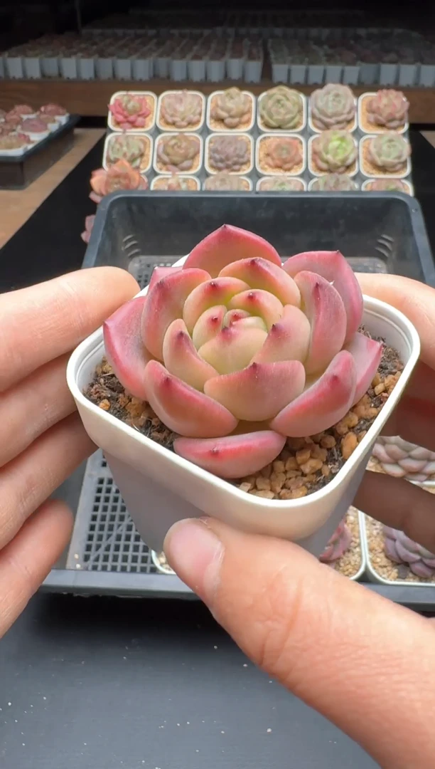 【闪购商品】016号一物一拍珍妮多肉花卉植物3颗起发