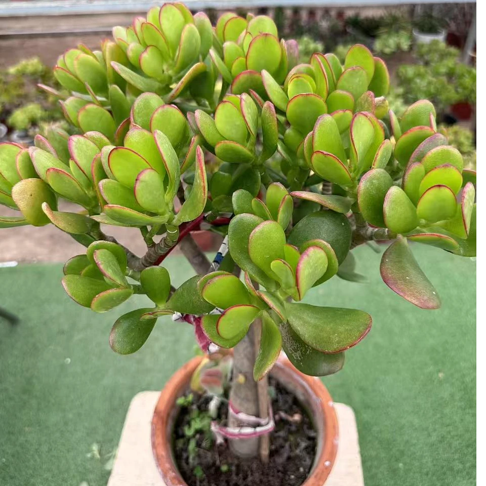 黄金花月8年控养老桩非水肥桩