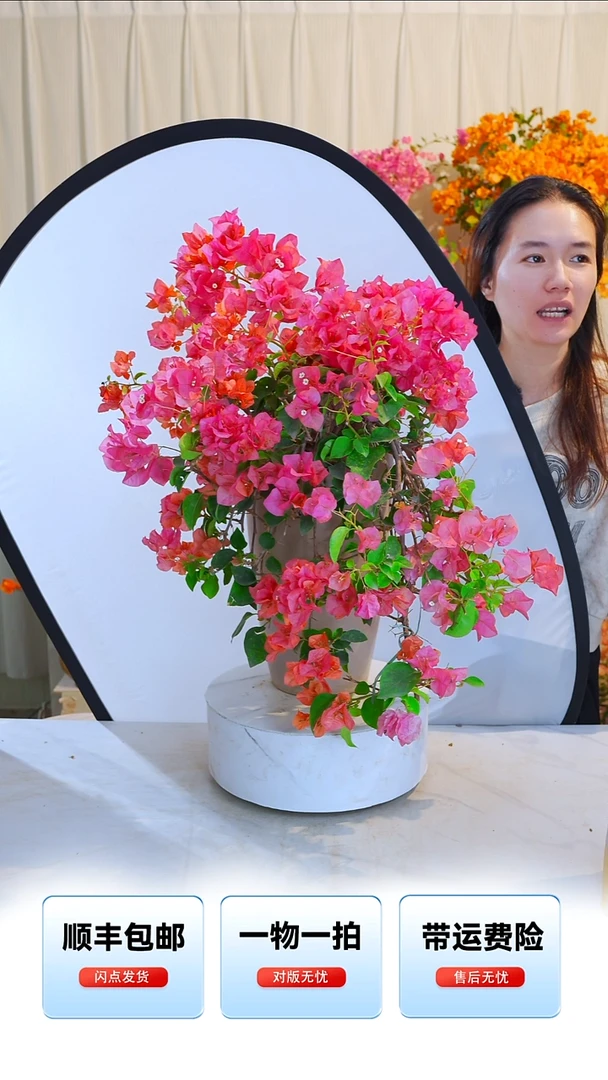 大部分开放少量花苞橙色精彩