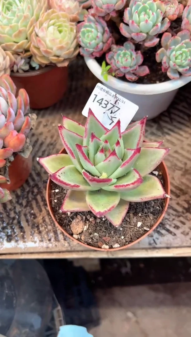 爱***坦多肉植物一物一拍14377