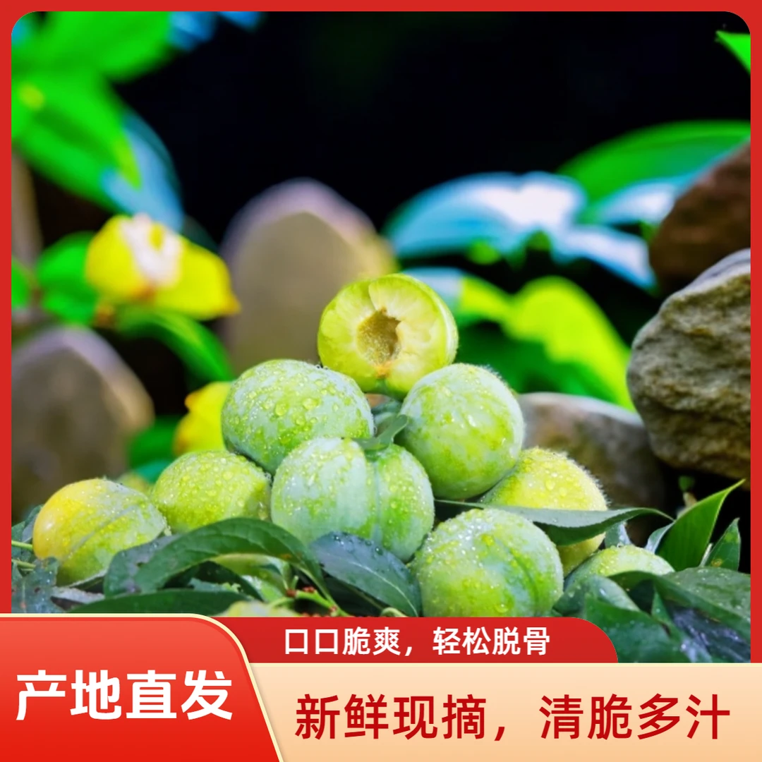 四川正宗青脆李脱骨李新鲜采摘酸甜脆爽当季水果整箱包邮