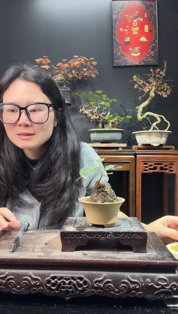 完全开放黄栌000