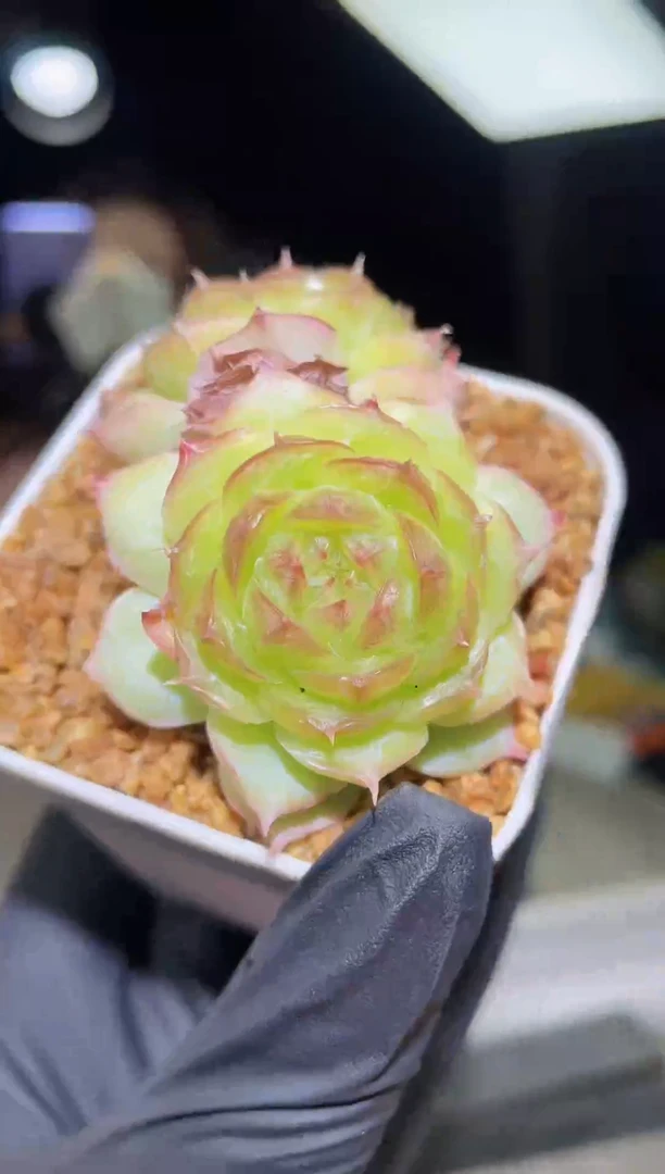 闪购1809  渐变冰蔷薇不包整散多肉一颗