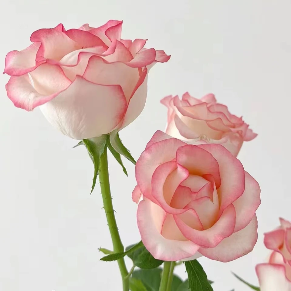 【艾莎】单头玫瑰（全场同一地址两单顺丰冷链包邮噢~）