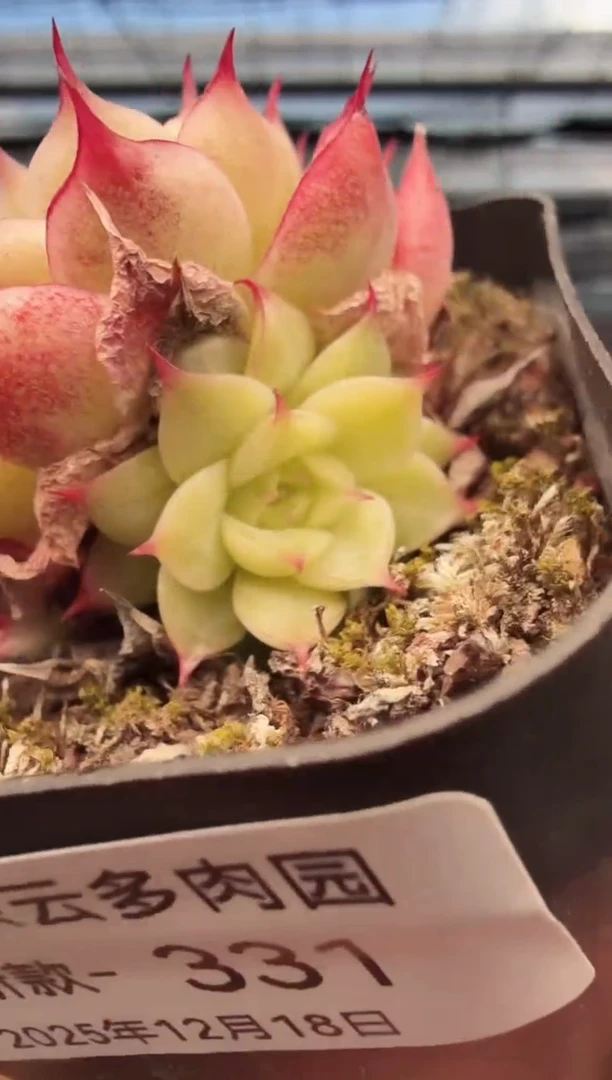 东云多肉园新款-331