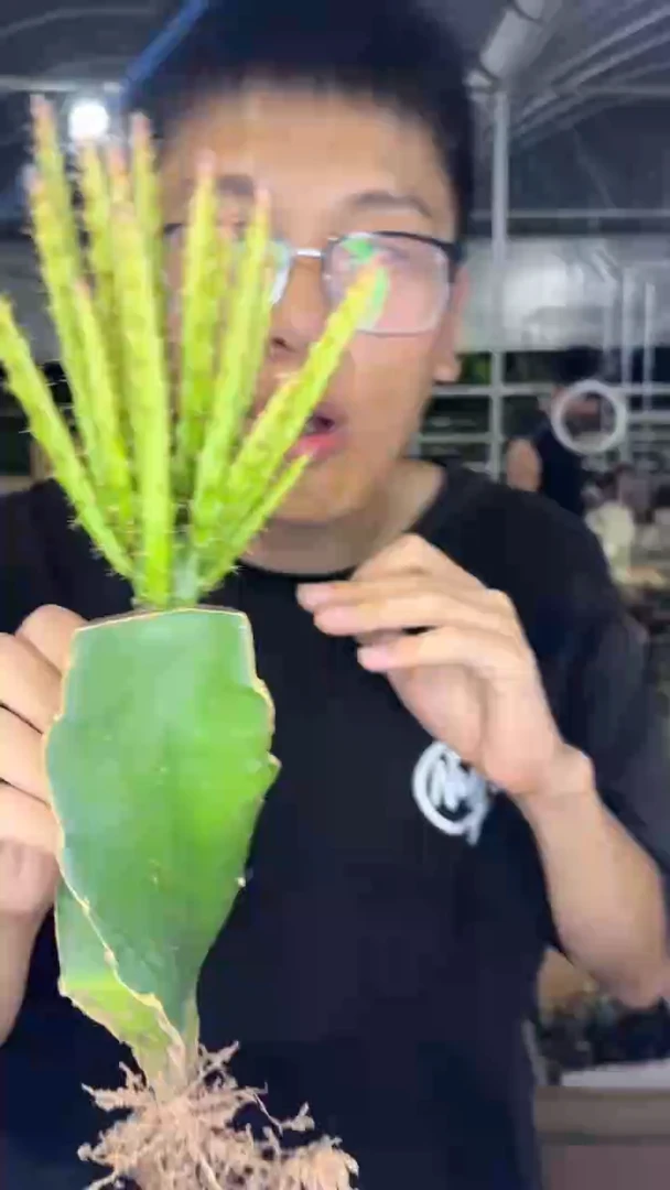 多头 鼠尾令箭【嫁接】