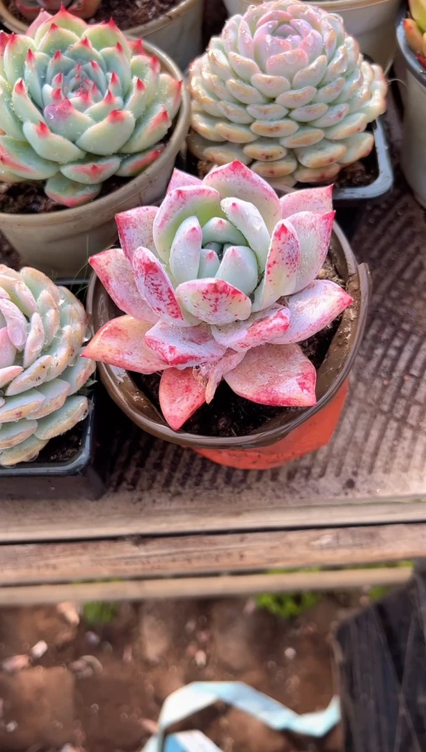 L****g多肉植物一物一拍01321