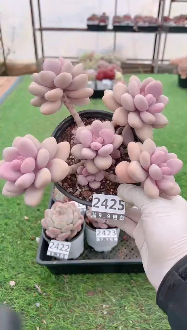 【闪购商品】信福多肉一物一拍