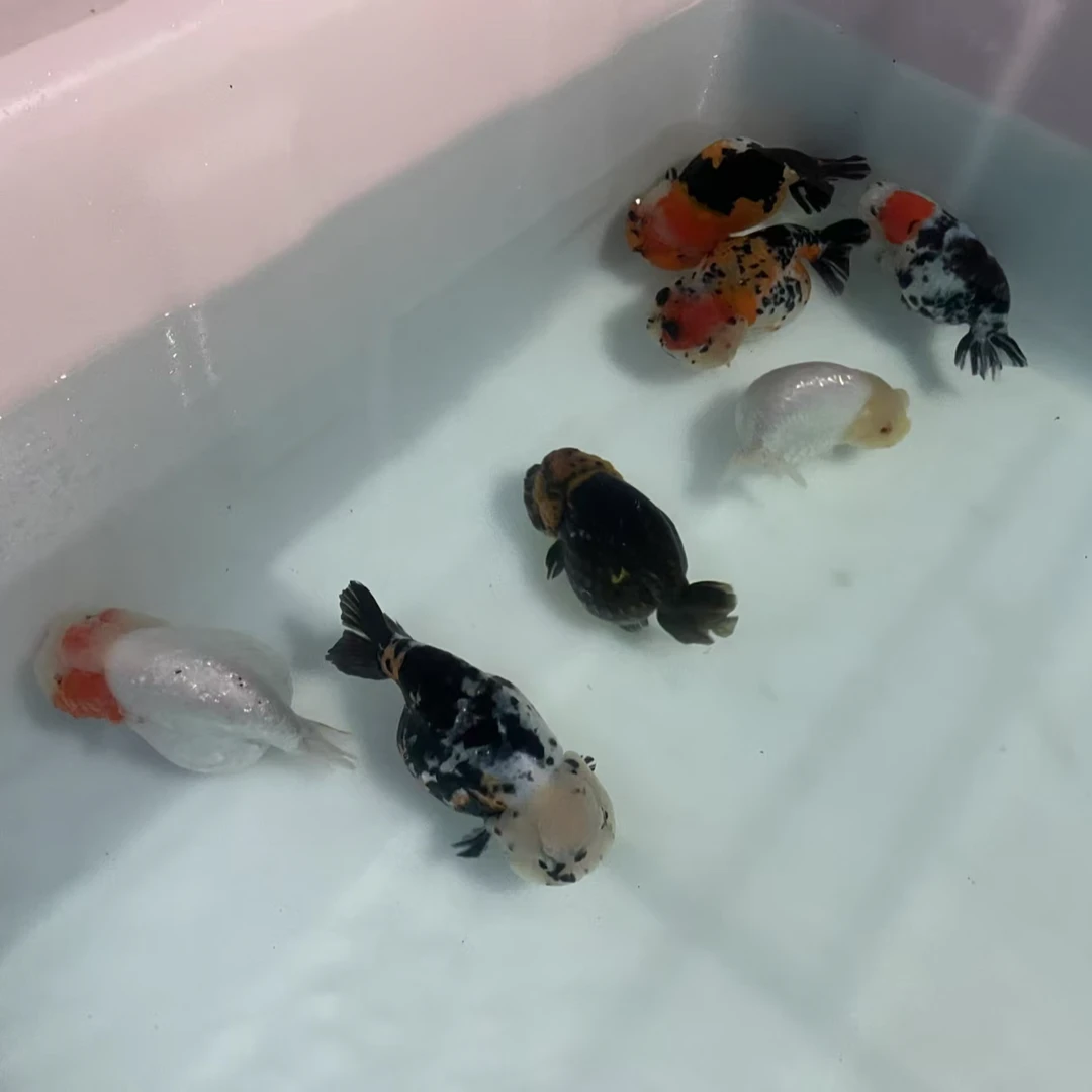 兰骞兰寿(自留种鱼丹顶水墨)一鱼一价 13-16 具体发货直播间为准