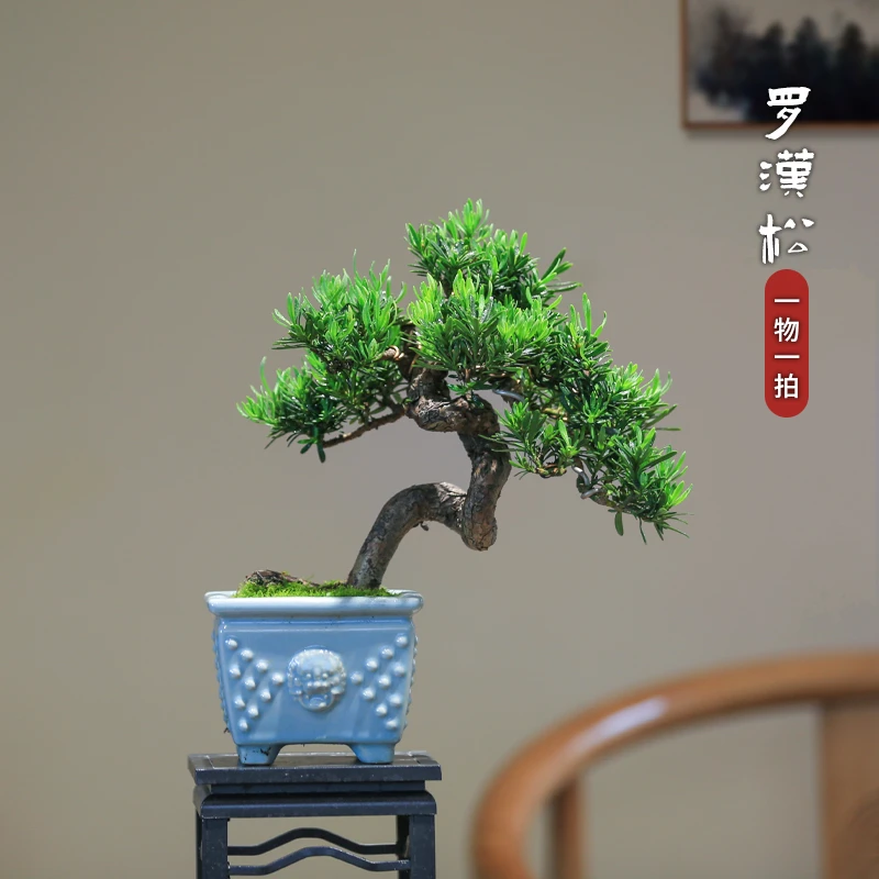 罗汉松造型盆景一物一拍室内植物盆栽绿植老桩盆景