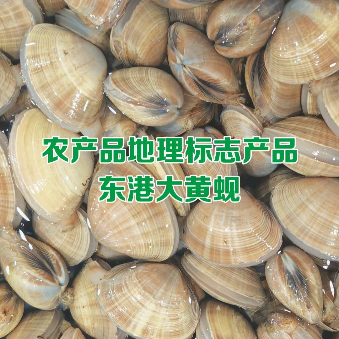 【保鲜保活】丹东东港黄蚬子98%无沙产地直销顺丰发货 30-32个/斤