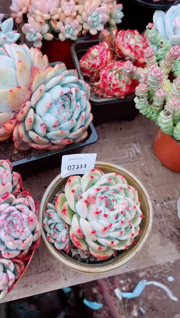 【闪购商品】07311