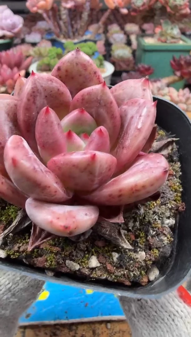 东云多肉园二店-401