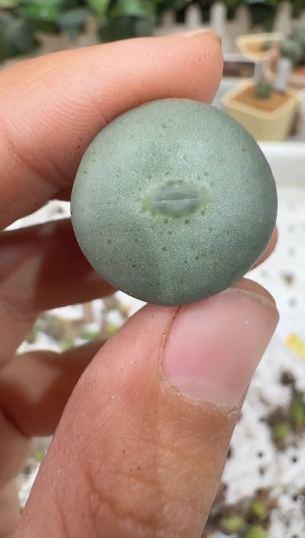 29-108多肉植物肉锥