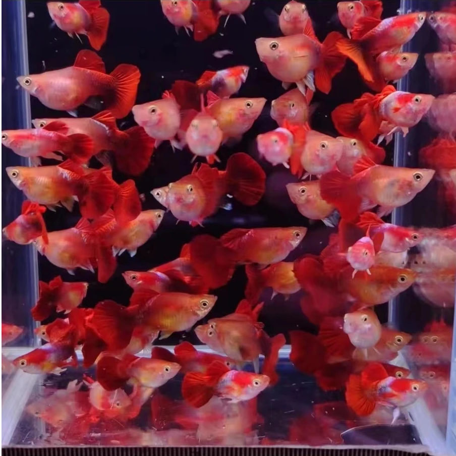 黄暴球孔雀鱼 凑任意3单发货 开箱视频报损