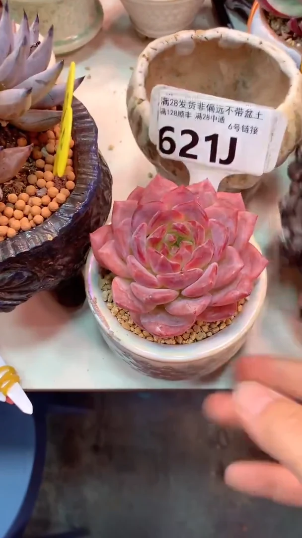 621J（一物一拍实付满28发货，默认不带盆土）