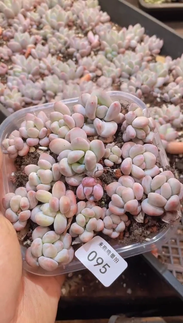 【闪购商品】095胭脂奶量拍1盒