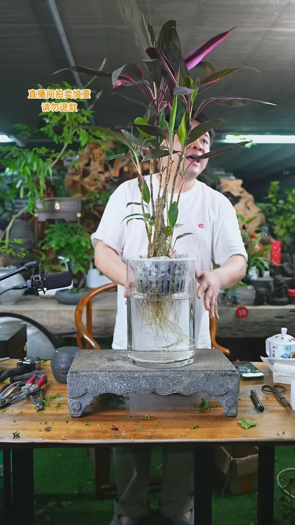 当前无花栽培后可以开花047老桩彩虹朱蕉+