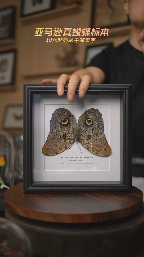 有机玻璃猫头鹰环蝶方框