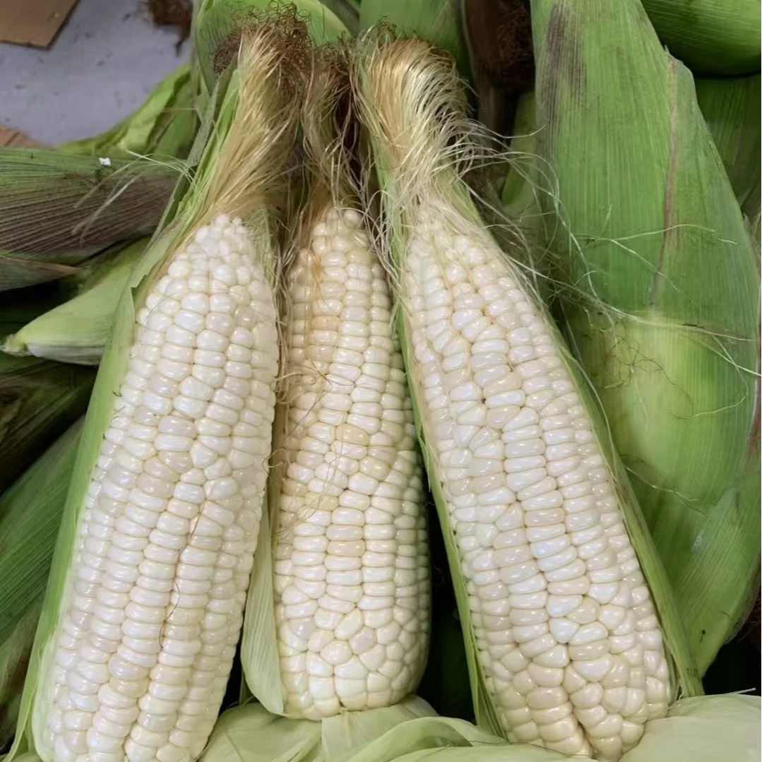 新鲜采摘白糯玉米香甜软糯带壳当季美味玉米棒