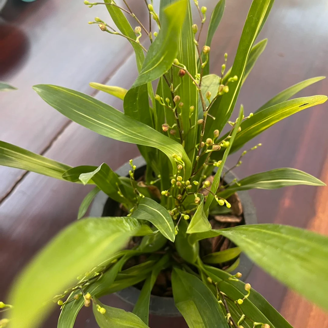彩色梦香兰室内盆栽花卉绿植好养易活满屋飘香