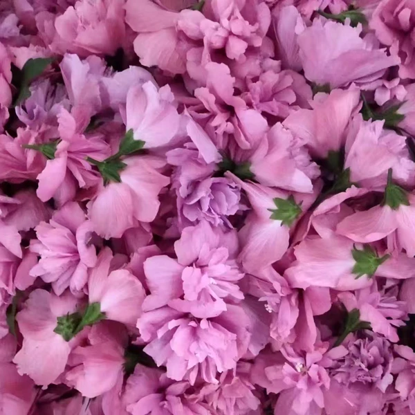 食用木槿花新鲜江西赣州猪糕花现摘蔬菜花可瘦肉煮汤新鲜花猪膏花