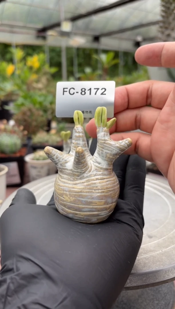 象牙宫手办FC-8172