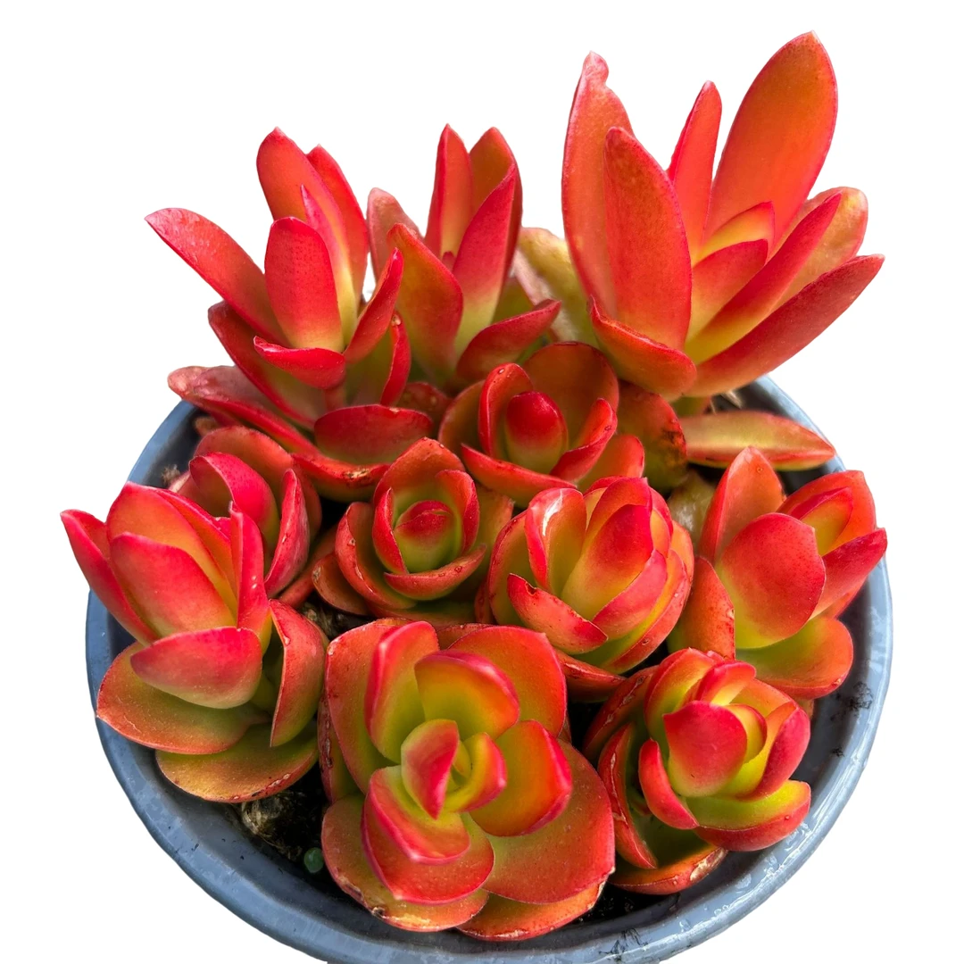 火祭{散装}带盆土 多肉植物室内绿植净化空气