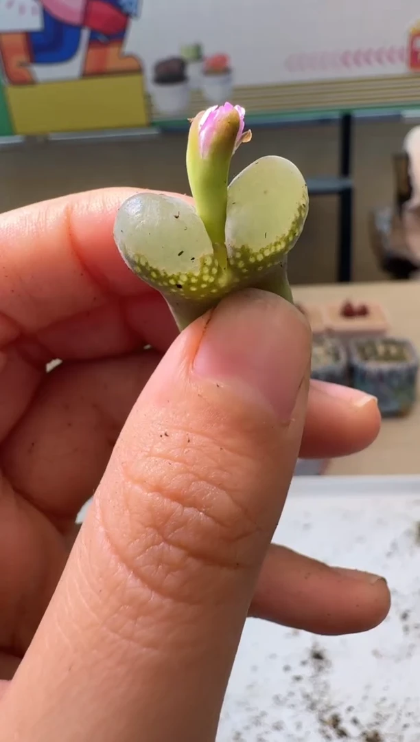 多肉植物肉锥10.8-33