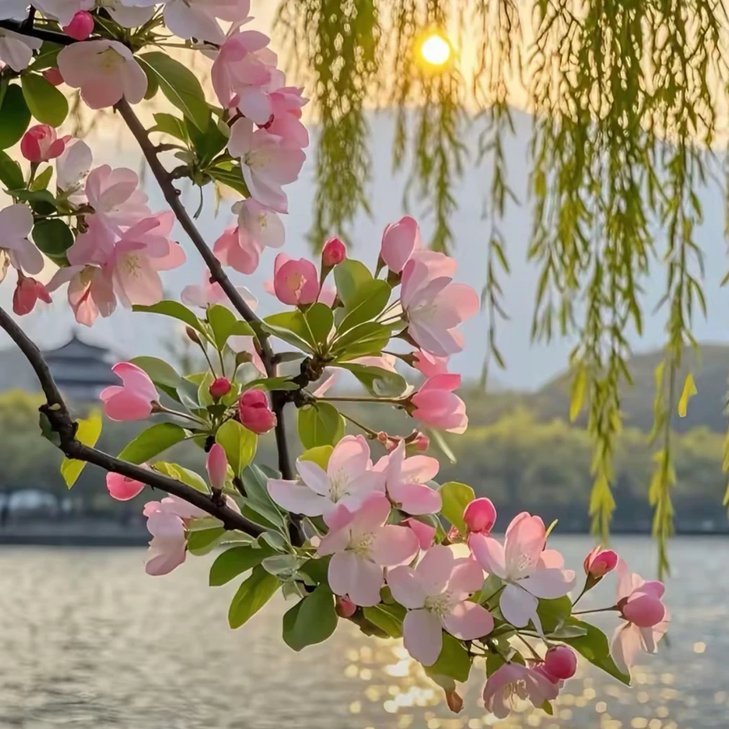 西府海棠树苗庭院绿化观赏花卉耐寒室外种植植物