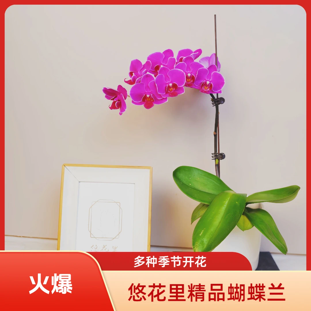 悠花里蝴蝶兰【莫雷利亚】带花带花苞开花珠发货