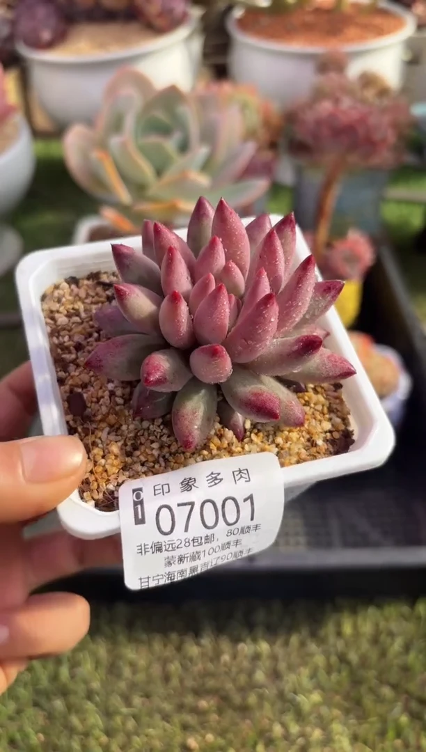 【闪购商品】07001