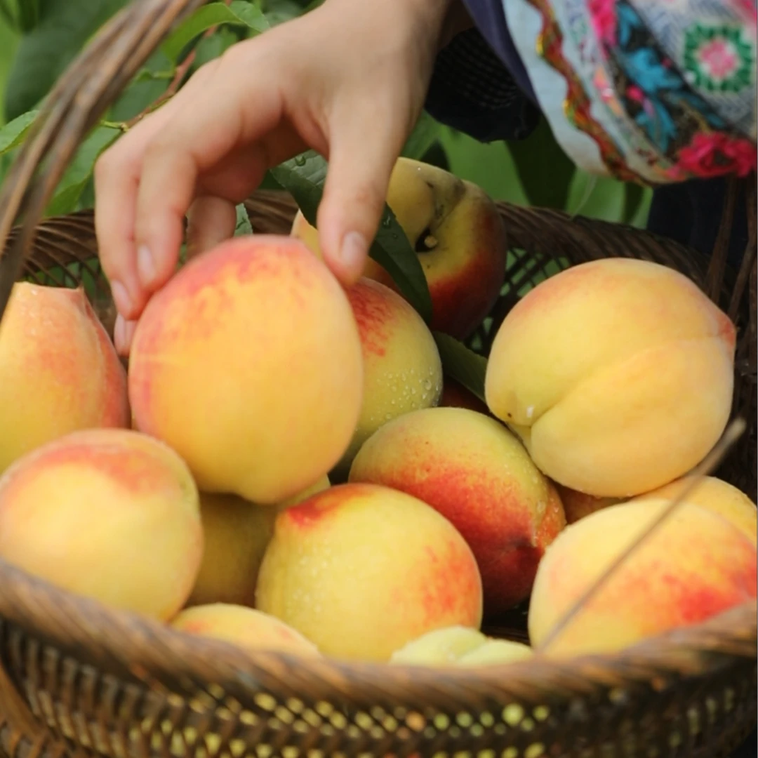 村姑阿香贵州大山种植黄桃新鲜现摘黄桃