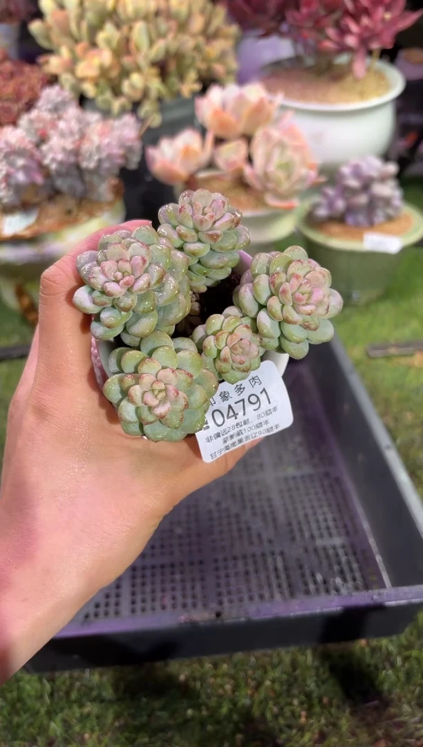 【闪购商品】04791脱土带盆