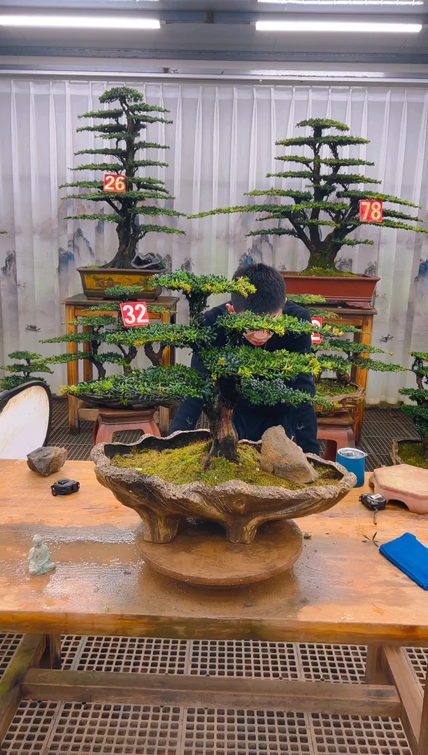 无花朵?*阳精品盆景直播间一物一拍