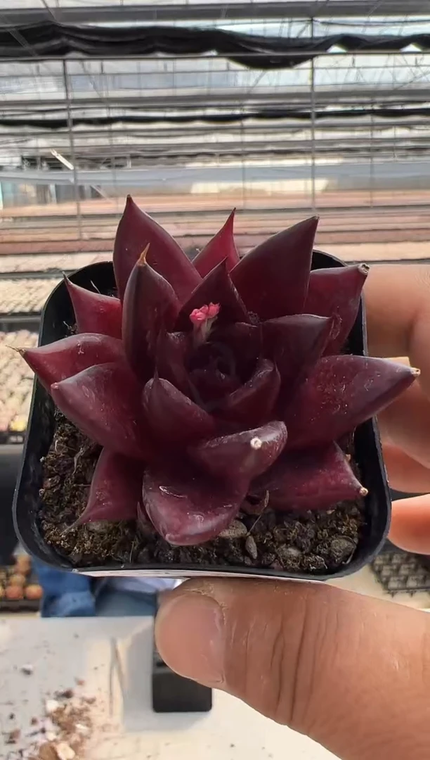 【闪购商品】福利多肉-809