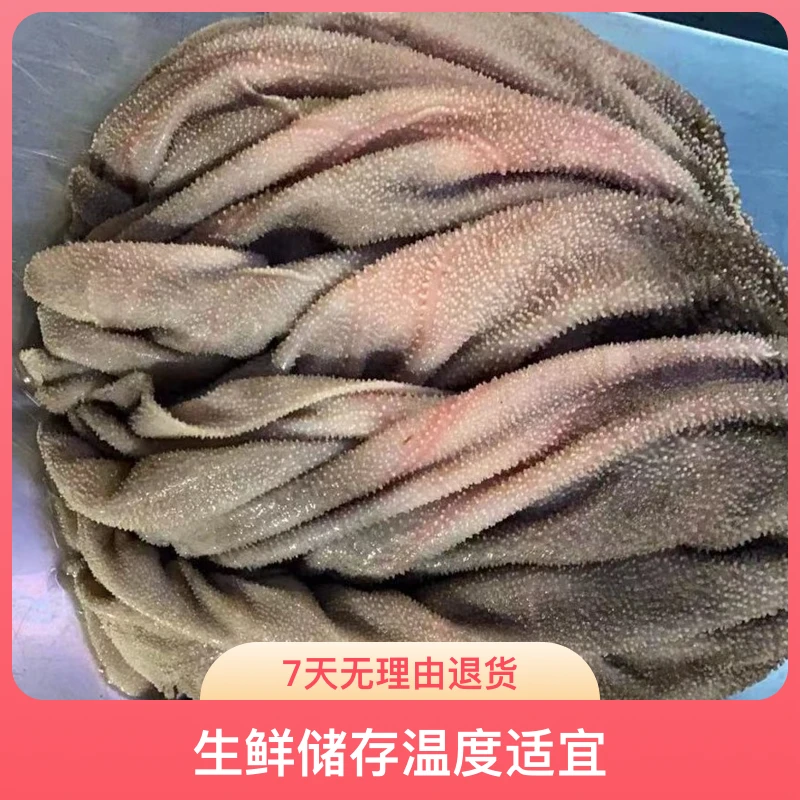 带底板鲜毛肚脆嫩化渣火锅凉拌牛百叶新鲜食材 固形物含量90%