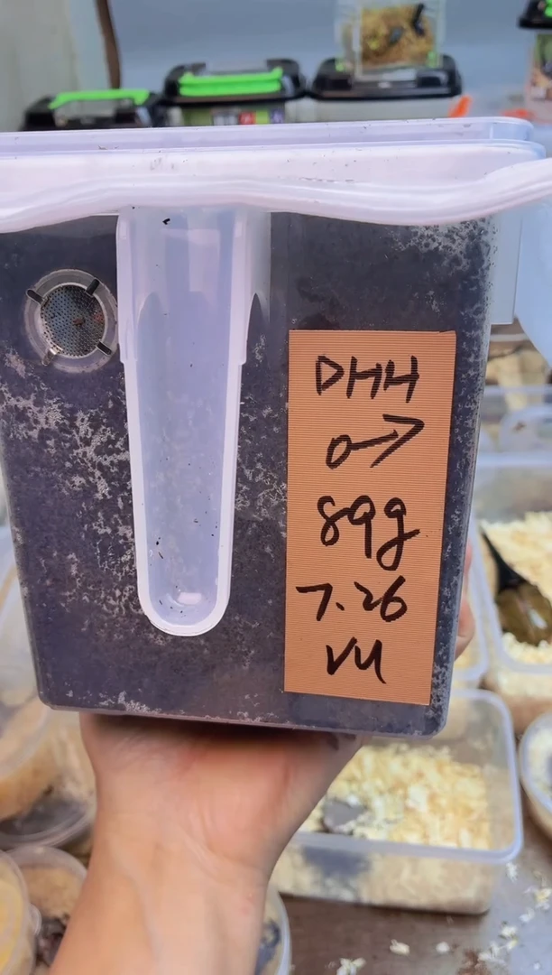 DHH3龄幼虫一只包活