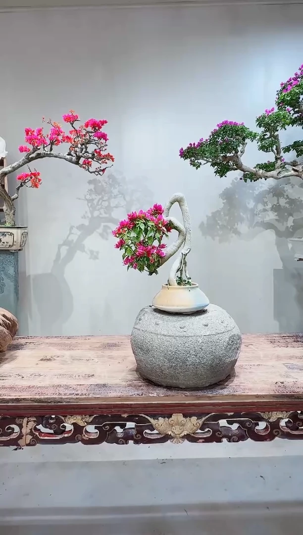 【闪购商品】盆景小桃红