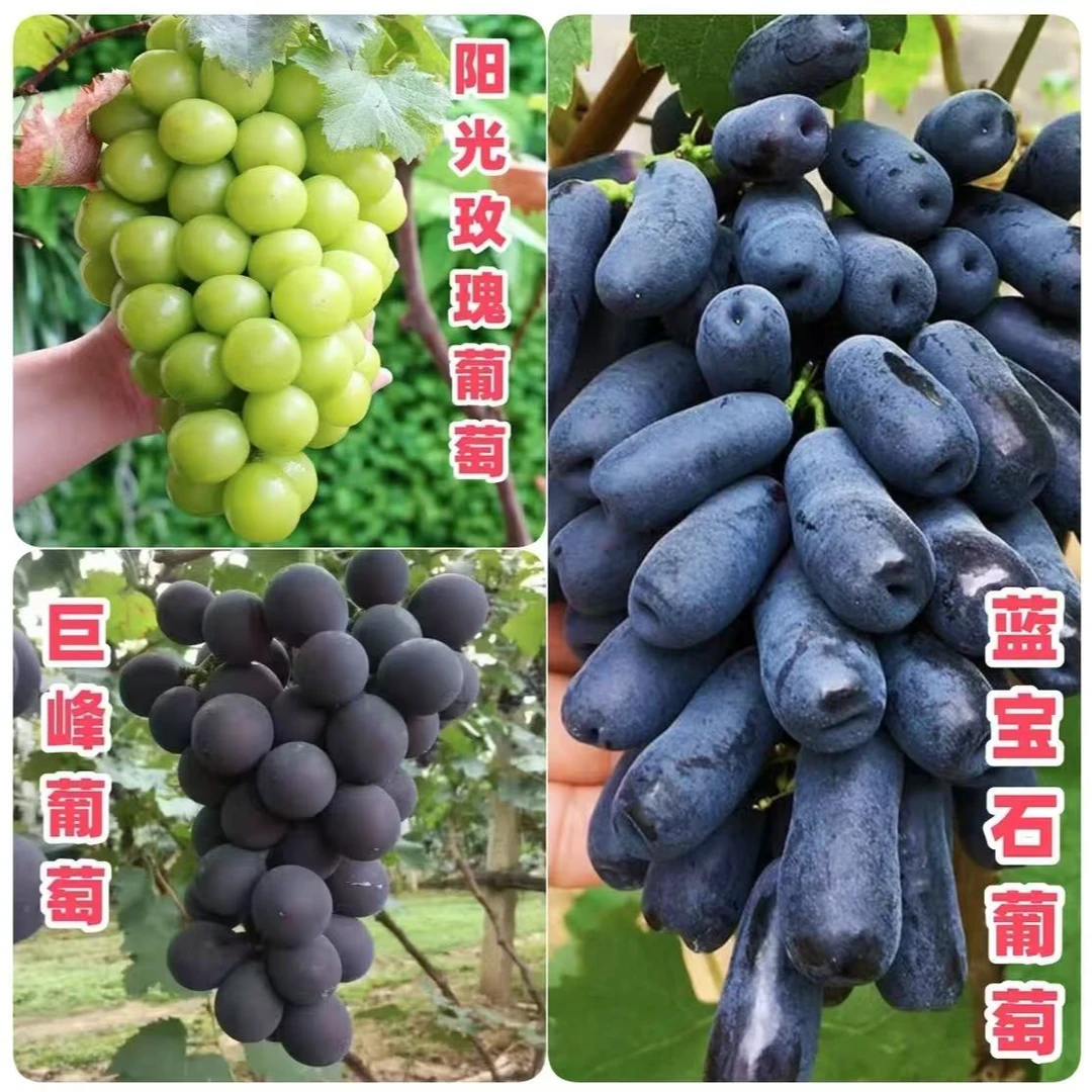 蓝宝石阳光玫瑰巨峰葡萄苗南方北方盆栽地栽抗旱耐寒基地直销