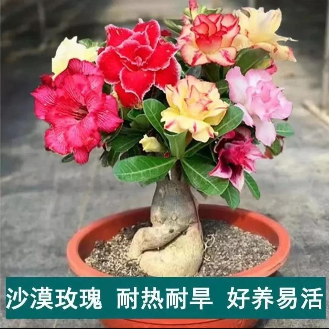 重瓣沙漠玫瑰小苗好养易活懒人植物耐高温