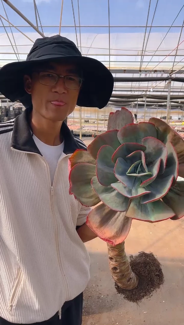 T****）一物一拍瑞碟100