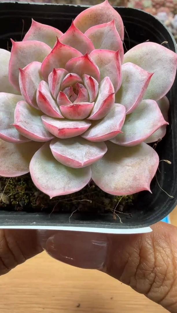 东云多肉园二店-09