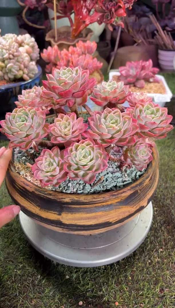 【闪购商品】08871