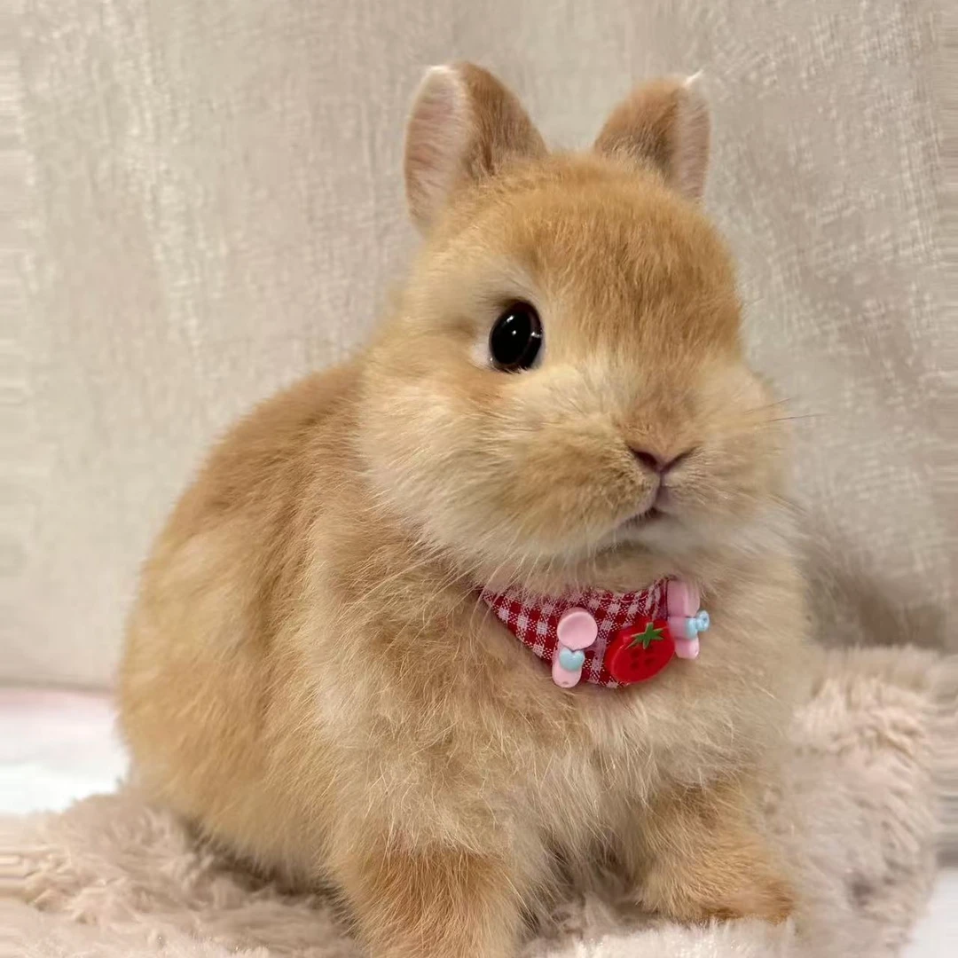 小体长不大超萌侏儒兔垂耳兔凤眼海棠暹罗霜白道奇迷你宠物兔