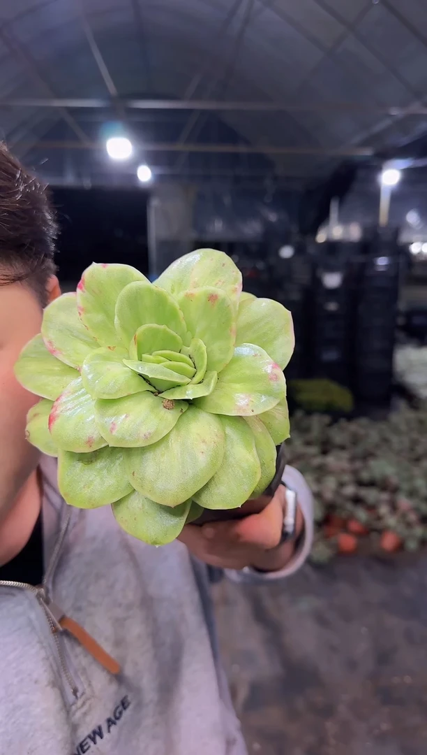 大单头冰玫瑰4.99