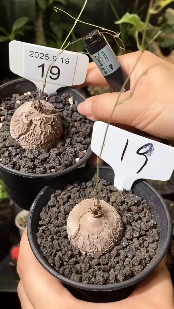 19号919福利南非龟甲龙买1个送1个