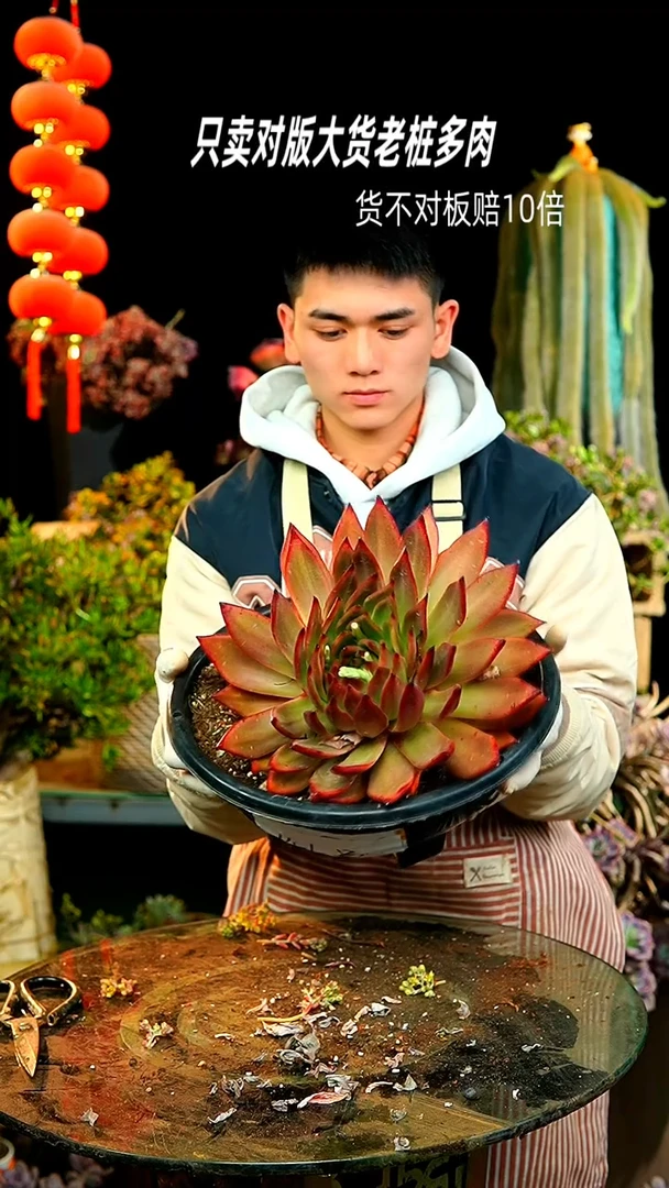 【闪购商品】19号超大弗兰克