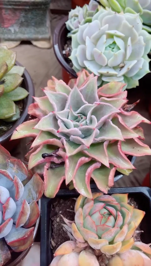 a****?11047多肉植物一物一拍