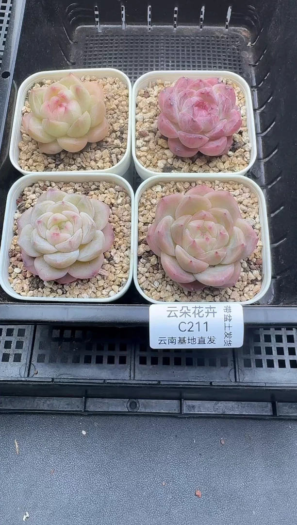 珍妮杂交多肉C211